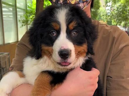 可千万不要在评论区讨论烈性犬界定的合理性,爱你们#伯恩山犬 #狗 #宠物知识 #二狗挑狗