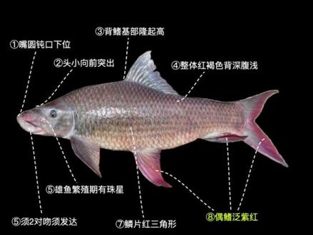 9种鲮鱼辨认:土鲮,麦鲮,泰鲮,石鲮,华鲮,桂华鲮,唇鲮.. #钓鱼 #野钓 #鲮鱼 #鱼种科普 #鱼类科普