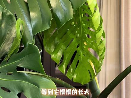 切顶芽有拖延症#龟背竹 #绿植养护 #绿植推荐 #好养的绿植 #绿植养护技巧