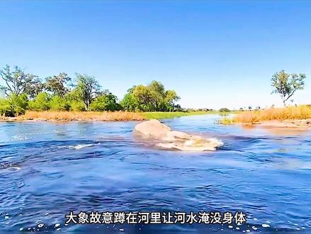 能扛住黑曼巴蛇的毒液,非平头哥莫属,实在太猛了 #花豹 #类似动物纪录片推荐 #野生动物零距离 #动物世界 #动物