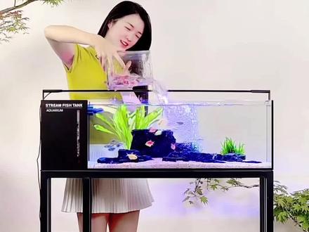新手也能轻松玩转的1米溪流缸 鱼缸带过滤带造景全套配齐,省心又省力#客厅景观鱼缸 #侧滤 #生态造景 #溪流缸 #黑金石