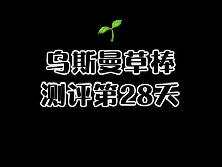 乌斯曼草棒测评第28天#拯救发际线 #发际线 @DOU+小助手 @抖音小助手