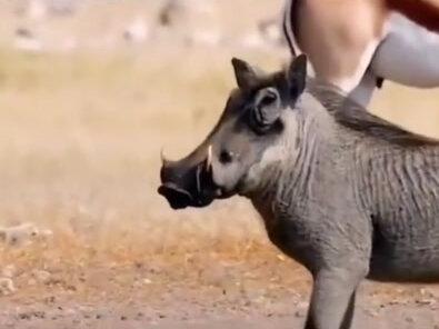 这圈子里蓬蓬已经名声远播啦