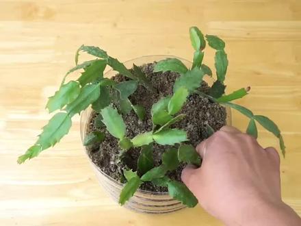 扦插成活的蟹爪兰小苗,用这个方法养,不断长新叶 #植物 #扦插 #家庭养花达人 #阳台种植 #盆栽 #绿植