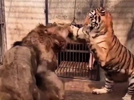 科普十种地表最强生物,谁才是你心中的南博万! #神奇动物在抖音 #万物皆有灵性 #科普 #科普动物