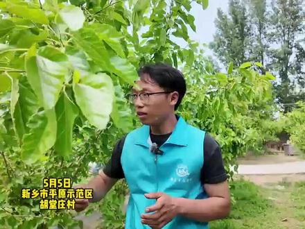 白色的桑葚你吃过吗?甜到你怀疑人生 #桑葚 #采摘 #纯甜
