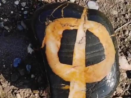 盘点挖到的十几种宝贝,看看到底值多少钱呢?#玉石 #矿石 #知识科普