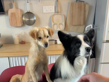 让豆包ai监督狗狗偷吃,豆包比🐶更狗 #豆包app #AI #狗狗偷吃 #豆包 #日常搞笑