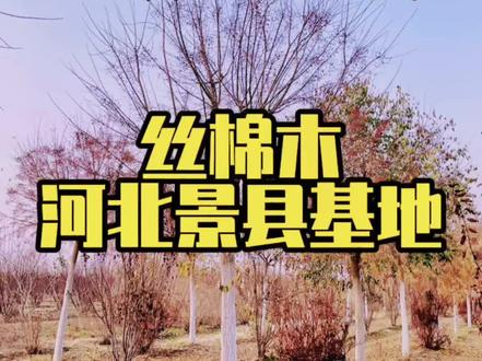 有很多好的乡土树种还没大量应用,可能是没被人发现并精心培养。就好像目前你看到的市场上那么多漂亮的进口花卉,它们的原生种大多都来自中国一样。#丝棉木#大新园林