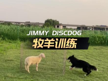 今天又来练习牧羊了#边牧 #牧羊 #牧羊犬赶羊 #牧羊犬随时迎战 #牧羊犬训练