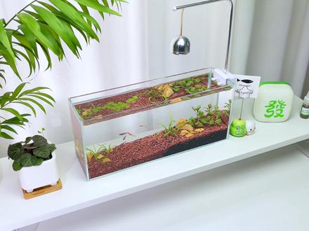 (100个生态缸)新手入门级生态鱼缸教程,看完就会,不踩坑 #鱼缸造景 #生态鱼缸 #新手养鱼 #养鱼日记 #手工diy