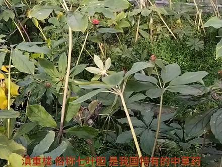重楼黄精种植基地
