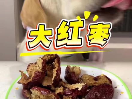 今天吃大红枣 #萌宠 #狗狗吃饭