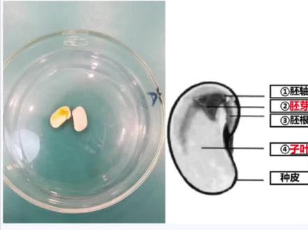生物中考实验操作——菜豆种子解pou#初中生物 #中考 #初中 #科学