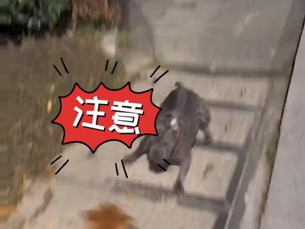 小伙儿为避开老人、小孩凌晨遛狗,没想到遇到没牵绳的法斗犬直直的冲过来
