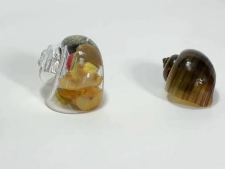 给福寿螺换一个透明外壳!会发生什么事?#新鲜出炉 #福寿螺 #实验