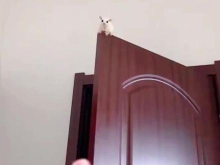 会飞的老鼠来了#蜜袋鼯鼠