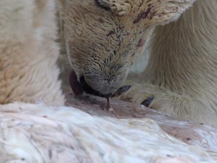 北极熊 北极熊妈妈独自带俩孩子,在食物匮乏的南极,又面对各种危险能不能存活?#北极熊 #动物世界