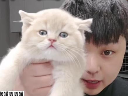 紫金渐层是啥??#猫 #英短 #金渐层 #蓝金 #紫金渐层