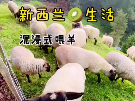 #创作灵感 #喂羊 #原生态乡村生活 #新西兰生活 新西兰别名纽村,村里来段沉浸式喂羊,可惜拍摄器材有限,不过被羊咩咩亲了一口的小可爱害羞不?
