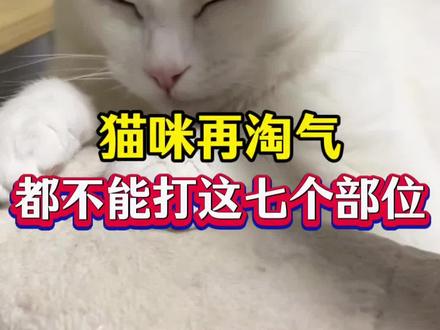 小猫再淘气都不能打这七个部位 #猫咪 #猫咪日常 #养猫人 #新手养猫 #养猫经验分享