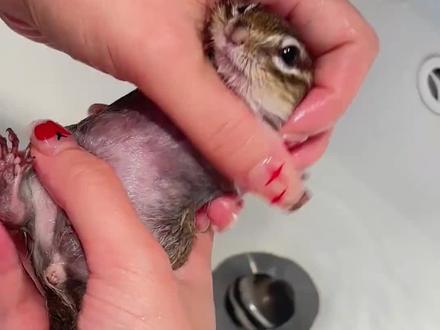 小动物大吃货的花栗鼠#花栗鼠#动物科普#萌宠#动物世界