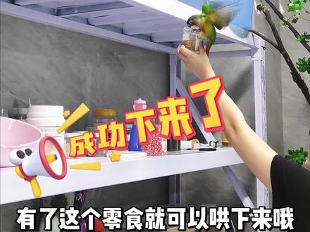 鹦鹉飞到高处不肯下来怎么办?当然需要零食出场咯#手养鹦鹉 #鹦鹉鹦鹉萌萌哒逗鹦鹉 #哈基米 #鹦鹉零食 #鹦鹉日常