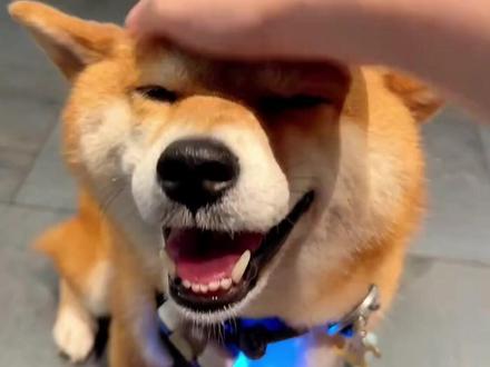 你摸狗狗脑袋,狗狗在想什么? #动物行为学 #摸狗狗脑袋 #小狗的世界 #我和我的小狗 #狗狗科普