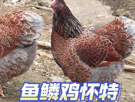 产蛋王怀特,观赏有颜值,食用有口感 #观赏鸡 #宠物鸡 #怀特鸡 #养殖 #养鸡