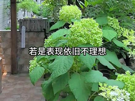 上半年开花清单 今年,我的花园里都开了哪些花?#我家小院 #爱生活爱养花 #我的花花草草 #退休生活 #养花