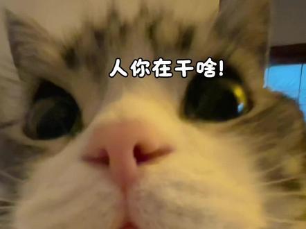 小猫得劲魔法! #这个猫猫很上头 #油腻小猫 #猪咪