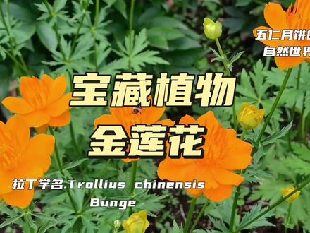 金莲花,花如金莲,而不是叶如莲叶, #植物 #金莲花 #药用植物 #药食同源植物