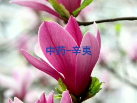 辛夷:发散风寒,宣通鼻窍。用于风寒及鼻渊(急、慢性鼻炎)引起的头痛、鼻塞。