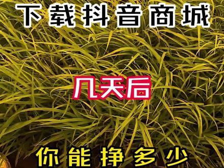 不用出门不用等,日常就能赚现金 #赚钱 #副业 #赚零花钱 #抖音商城 #金币