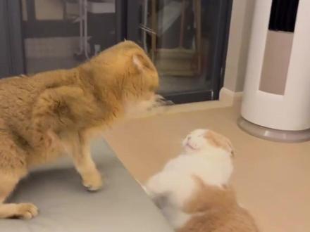 多猫家庭的铲屎官们,你们家猫咪会打架么#猫咪 #猫咪打架 #宠物 #萌宠出道计划