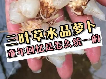 小时候也没网啊,大家是怎么统一叫水晶萝卜的 #水晶萝卜 #三叶草#童年回忆 #万万没想到 #内容过于真实