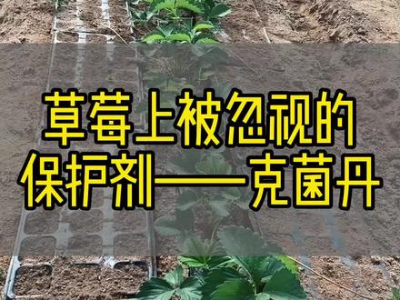 克菌丹在草莓上是个好东西#草莓#三农 #草莓种植