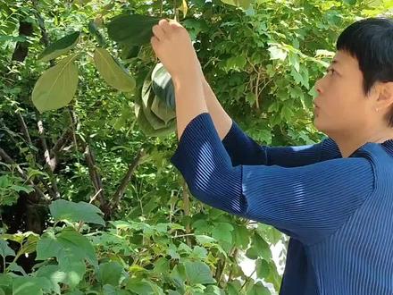 柿子叶做酵素有什么作用你知道吗? #柿子叶的功效与作用