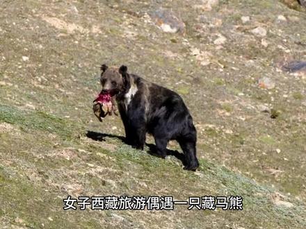 好可爱啊摸摸头#藏马熊 #西藏 #藏马熊向人招手是为什么