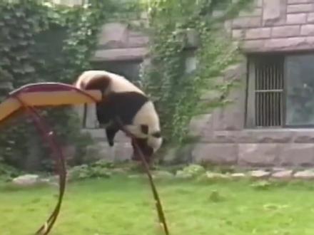 我们的国宝熊猫在国外有多受欢迎?看看这个视频就知道了!#国宝熊猫