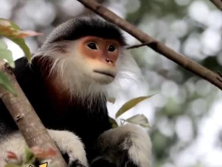 猴子家族:介绍五种常见猴子种类及特点#猴子 #猴子成精