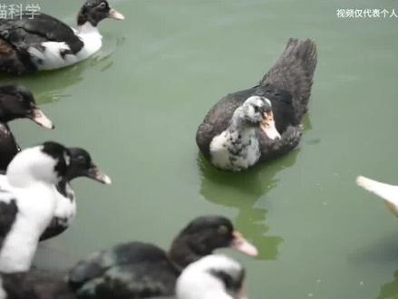 “鸭中贵族”的番鸭,价值远超普通鸭类,卖那么贵为何没人养? #番鸭 #鸭中贵族 #鸭子 #科普