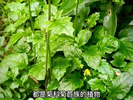 黄鹌菜可能谈不上特别美味,但依然是不错的野菜。不知不觉,春天已过半了#药用植物 #中草药 #捕捉春天的气息 #健康创作者扶持计划#识百草