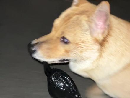 自己的事情自己做 #中华田园犬 #懂事的狗狗