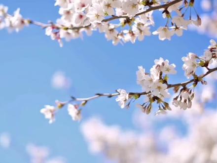 窗体事件综合案例图片加载