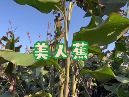 蕉藕,美人蕉,蕉芋。
这种植物与一个叫藕缆桥的小村有什么渊源?#蕉藕 #美人蕉#美食#藕粉
