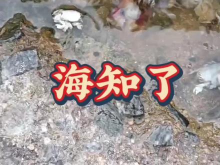 海知了是一种长相并不出众的小型海洋节肢动物,它的学名是解放眉足蟹,俗名海节令、海知了
#赶海 #海洋生物 #海知了