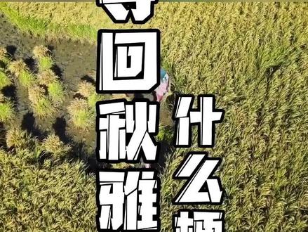 夺回秋雅什么梗?这个我知道#梗百科 #主线任务夺回秋雅 #四川方言