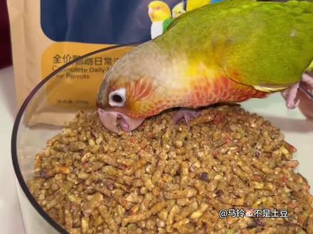 30 多种食材打碎混合成滋养丸,鸟宝一口就能吃掉全部的营养,挑食长不胖不存在的#养宠经验交流 #滋养丸 #鹦鹉 #养鸟经验分享 #牡丹