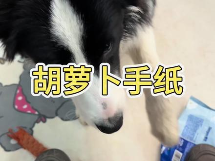 边牧训练营 #沈阳训犬#萝卜纸巾 #训犬学校#边牧训练营 #沈阳训犬学校